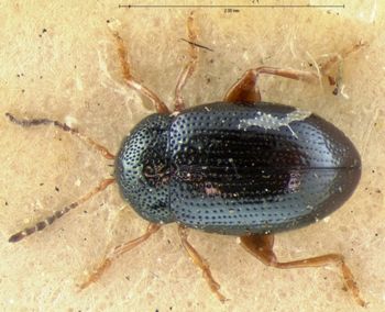 Media type: image; Entomology 18572   Aspect: habitus dorsal view